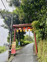 內溝山探訪阿凡達的生命之樹
