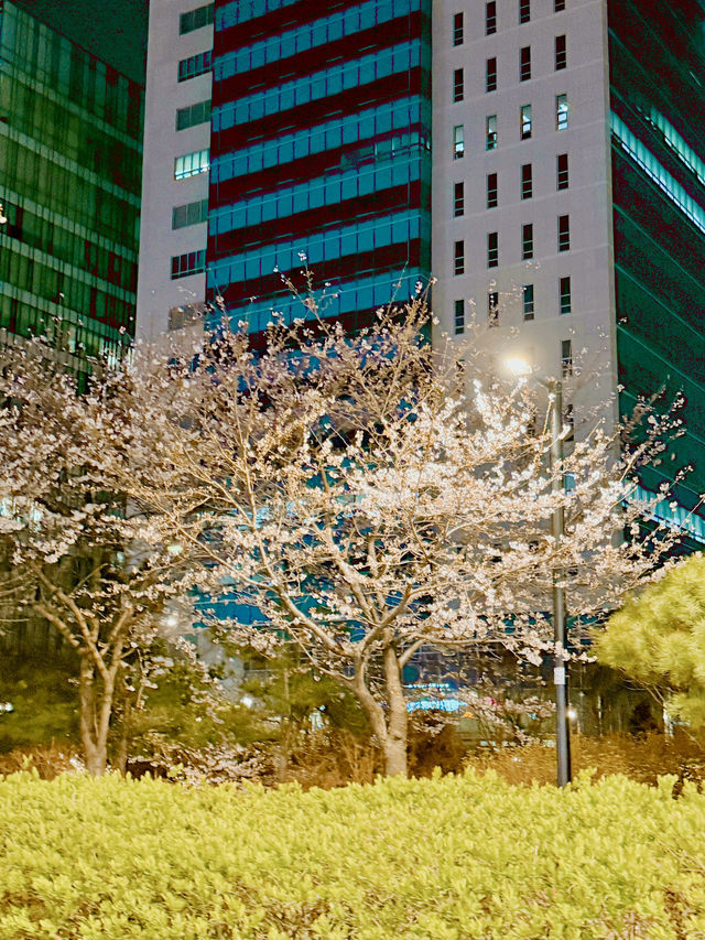 밤에 피는 팝콘을 볼 수 있는 곳🌸🌸벚꽃놀이