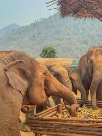 🇹🇭태국 Elephant Nature Park(ENP)에 대해 알고 있나요?🇹🇭