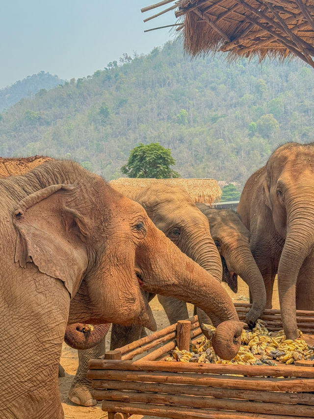 🇹🇭태국 Elephant Nature Park(ENP)에 대해 알고 있나요?🇹🇭