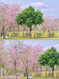 The blooming Bauhinia by the riverside in Guangzhou is breathtakingly beautiful 🌸