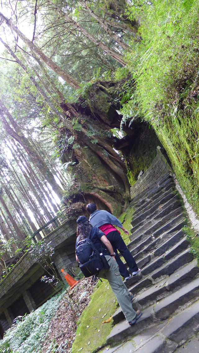 Peaceful Escapes in the Mountains of Alishan, Taiwan