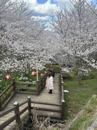 日本の桜の名所 - 愛媛県今治市伯方島「開山公園」、1000本の桜と瀬戸内海が織りなす一生に一度は見るべき絶景！。