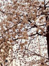 Cheonho-dong Park: Your Local Green Heart for Spring Exploration