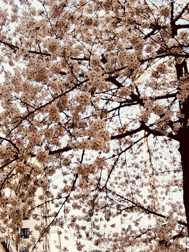 Cheonho-dong Park: Your Local Green Heart for Spring Exploration