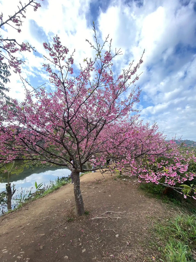 🌸** 關西櫻花祕境**🌸