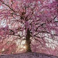 🌸✨ Mie-gnificent Blossoms: A Sakura Dream Come True! ✨🌸