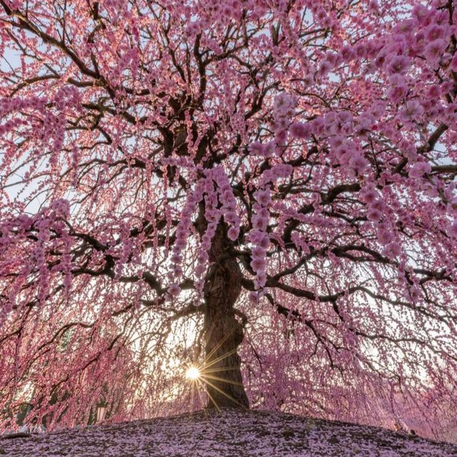 🌸✨ Mie-gnificent Blossoms: A Sakura Dream Come True! ✨🌸