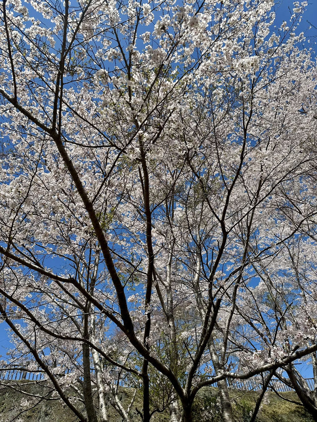 【千葉・鴨川】まるでジブリ
