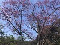 八重岳（Mount Yaedake）