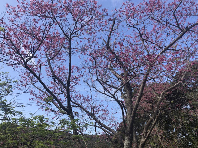 八重岳（Mount Yaedake）
