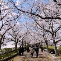 【亀岡🇯🇵】京都の穴場桜スポットはここ🌸