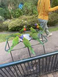 在動物園裏穿梭tree top