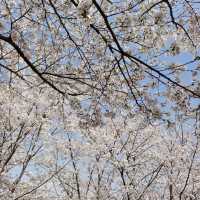在櫻花海中迷失的日子～嘉義都會森林公園