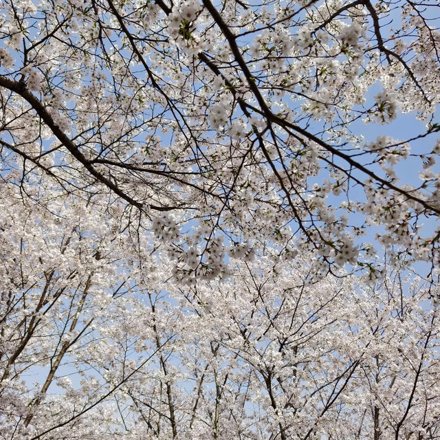 在櫻花海中迷失的日子～嘉義都會森林公園