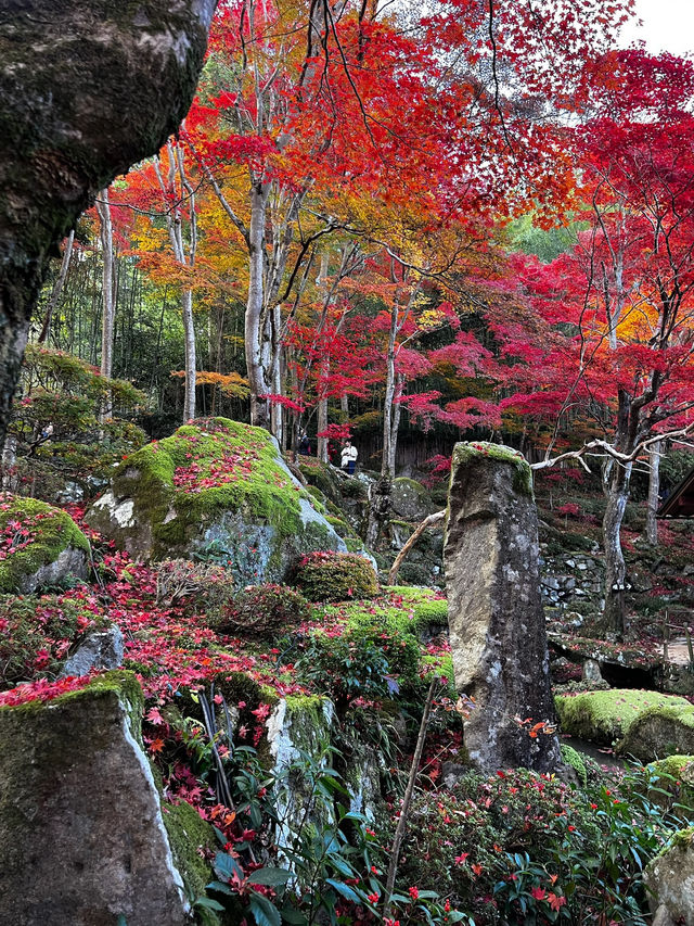 【滋賀県】近江八幡で紅葉がオススメな場所