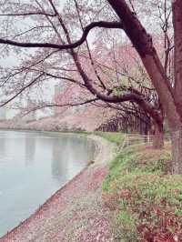 🌸 **Seokchon Lake: A Springtime Fairy Tale in Seoul** 🌸  