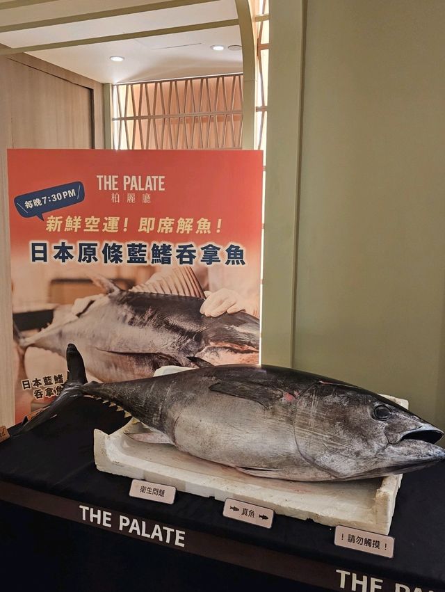 近距離睇師傅即割日本藍鰭吞拿魚
