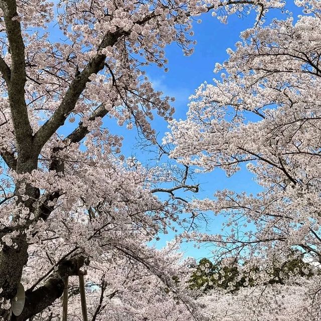 三神峰公園，仙台市民最愛的賞櫻踏青景點