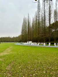 Longbei Mountain Forest Park: A Verdant Oasis in the City