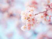 Hidden Cherry Blossom Gem – Kanazuka Sakura Playground
