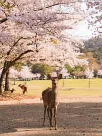 大阪・京都から1 Day Trip🌸🦌