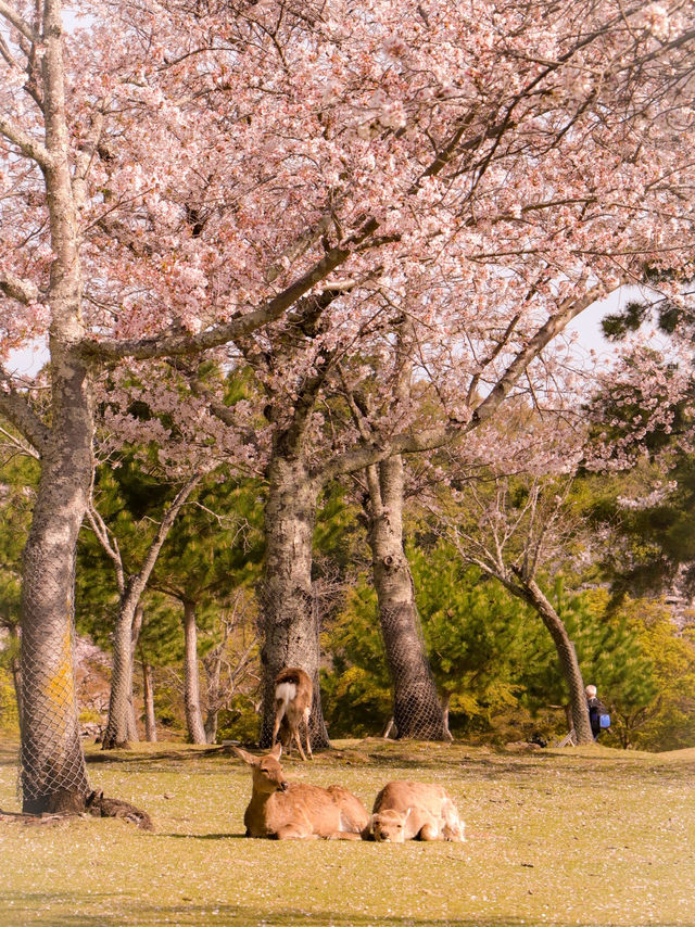 大阪・京都から1 Day Trip🌸🦌