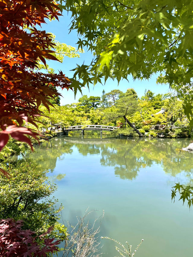 【京都】青紅葉の天国🍁 絶景スポット多数あり