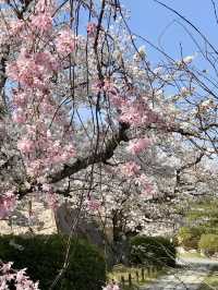 Spring Escape to Fushimi Momoyama Castle – Flowers Everywhere!