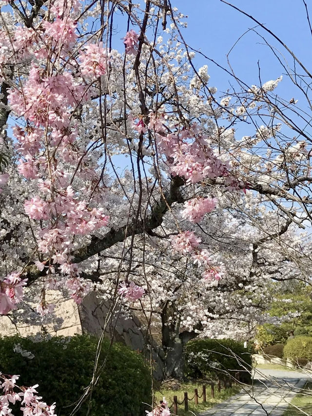 Spring Escape to Fushimi Momoyama Castle – Flowers Everywhere!