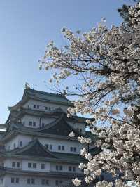 Evening cherry blossom in Nagoya castle @ Nagoya