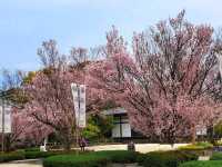 名古屋-德川園賞櫻，徜徉於江戶時代的池泉回遊式庭園