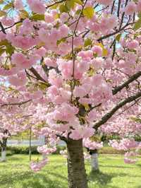 Where Petals Meet Poetry: Cherry Blossoms in Hangzhou