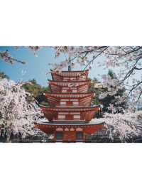 【桜スポット】山梨の新倉山浅間公園