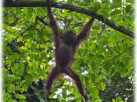 🦧 Tabin Wildlife Reserve: Where the Wild Things *Really* Are! 🌿