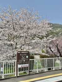 พิกัดมุมถ่ายรูปสะพาน Togetsukyō แบบปังๆ 🌸