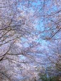 “Wuxi in Bloom: A Pink Reverie by the Lake”