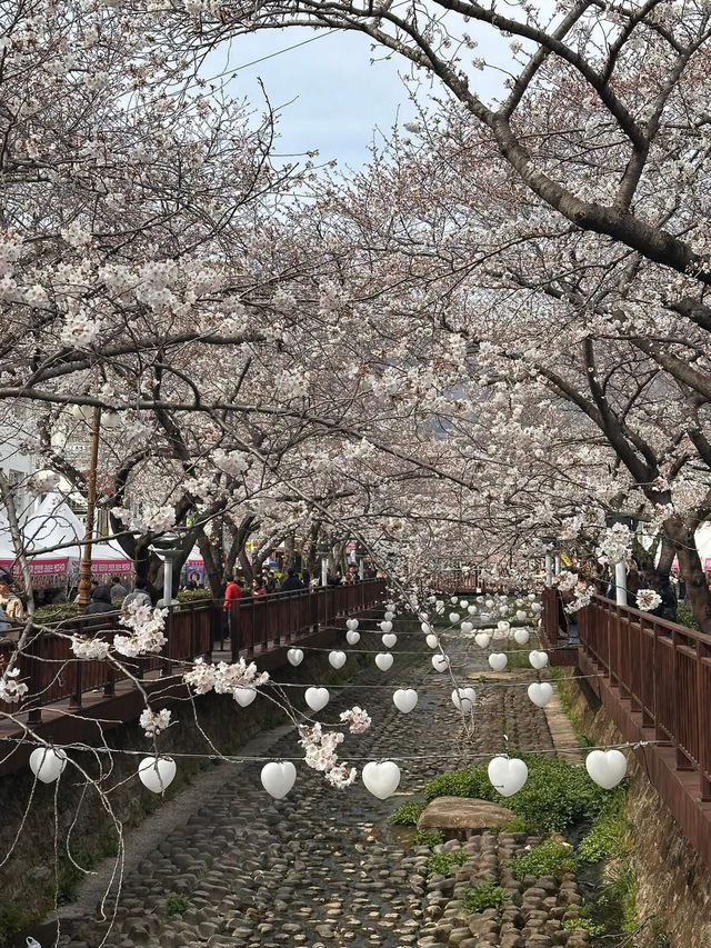 Petals & Paradise: My Cherry Blossom Adventure in Jinhae