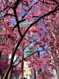 A Pink Citywalk in Tokyo This March 🌸🏙️ | Cherry Blossoms and Urban Magic