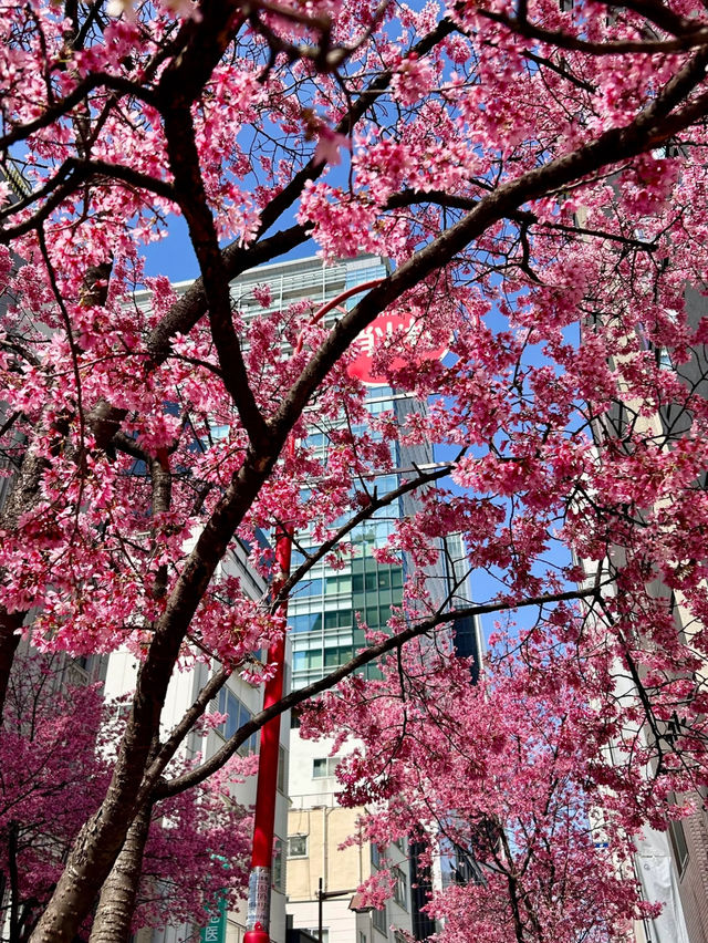 A Pink Citywalk in Tokyo This March 🌸🏙️ | Cherry Blossoms and Urban Magic