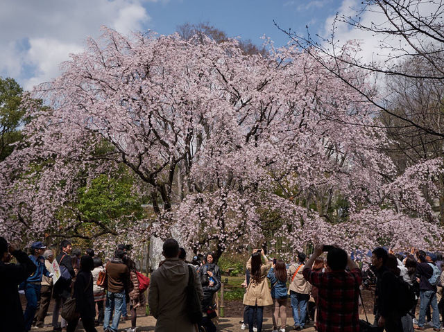 🌸 Rikugien Garden: A Fairytale Sakura Experience Straight From Edo Period 🌸 🌸 Rikugien Garden: A Fairytale Sakura Experience Straight From Edo Period 🌸