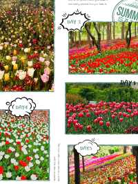 Pinnacle Land: A Tulip Heaven