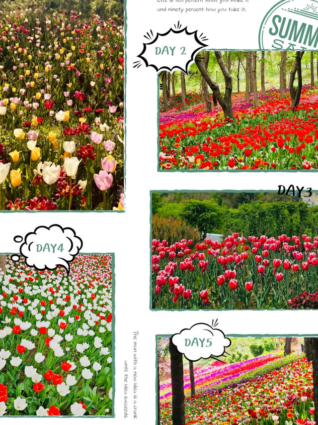Pinnacle Land: A Tulip Heaven