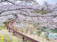 🇯🇵 仙台櫻花 船岡城址公園🌸