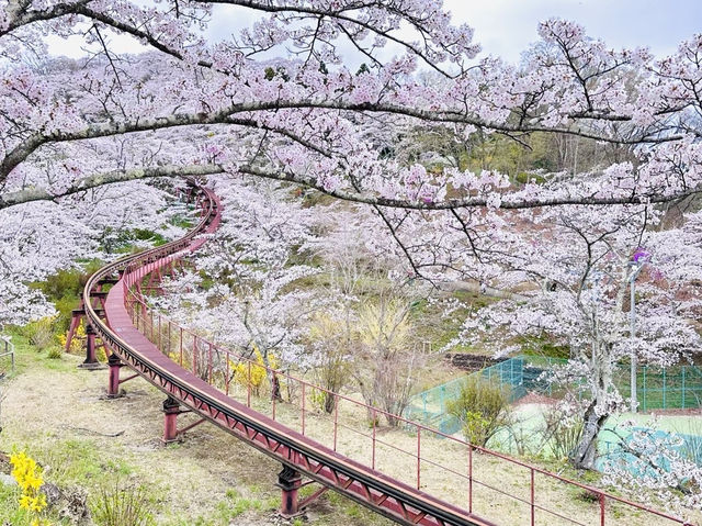 🇯🇵 仙台櫻花 船岡城址公園🌸