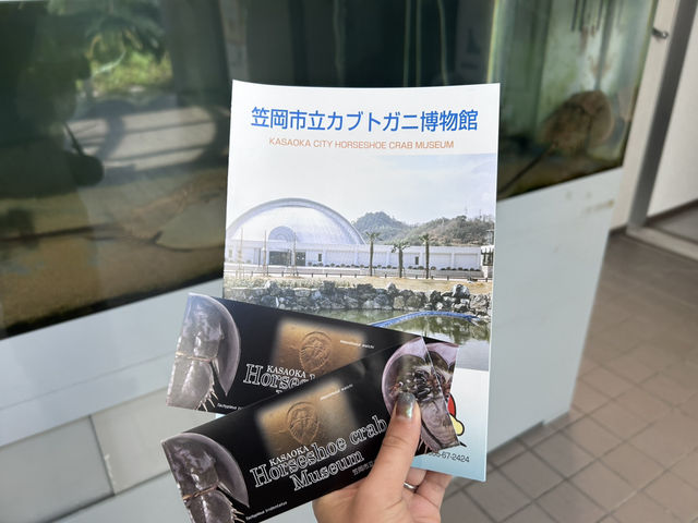 【世界で唯一】カブトガニの博物館