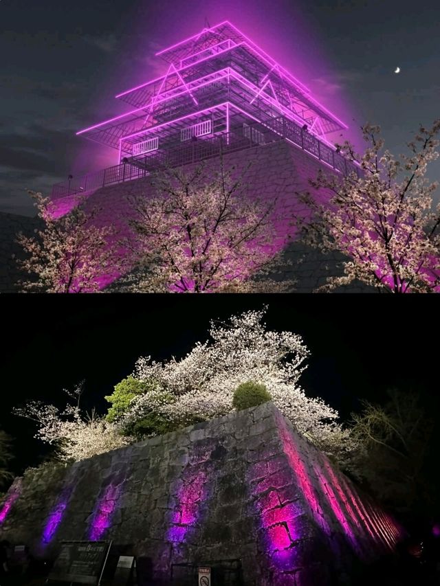 櫻花下修復後的福岡城跡