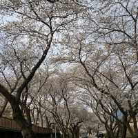 Hwagae Cherry Blossom Road