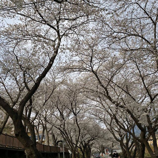 Hwagae Cherry Blossom Road