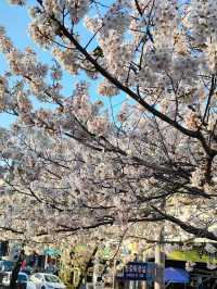 “White Whispers of Spring: Cherry Blossoms at Daejeon Station”